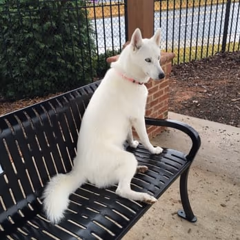 Dog Park at Evans Towne Center Park